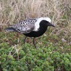 Black-bellied Plover